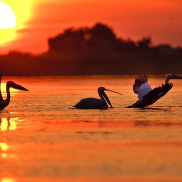 Danube Delta
